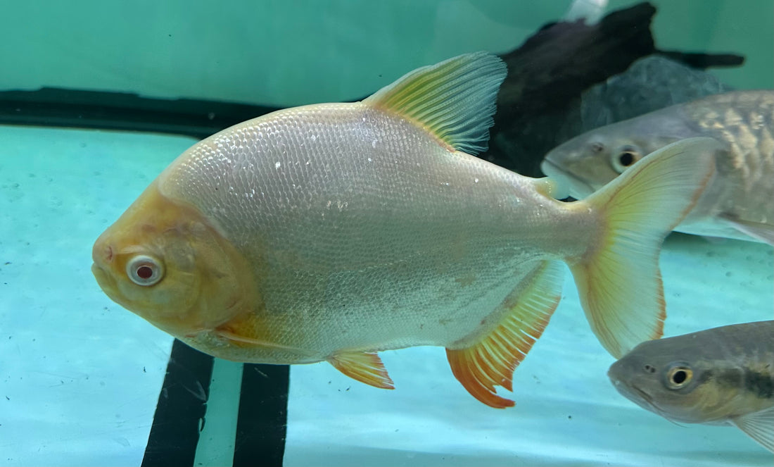 Albino Red Belly Pacu (8”)
