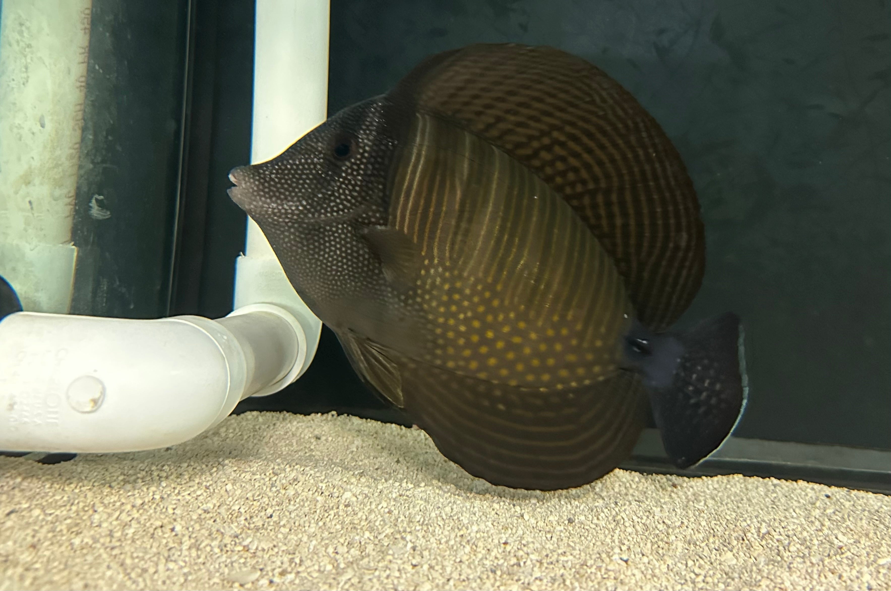 XL Sailfin Tang (8”+)