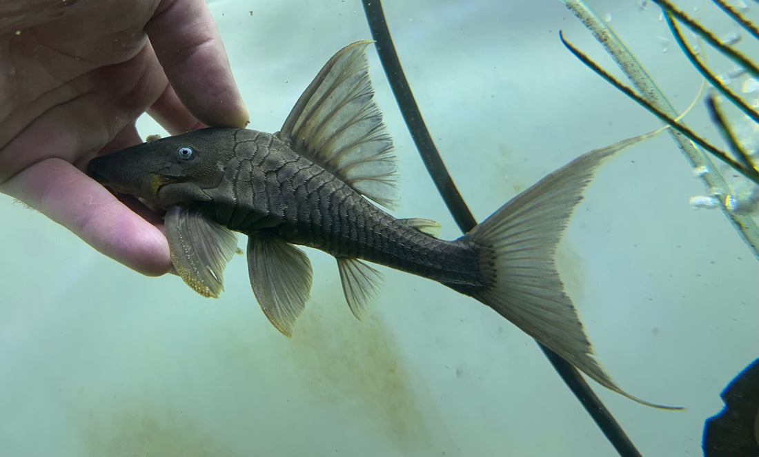 Blue Eye Panaque Pleco (7”)