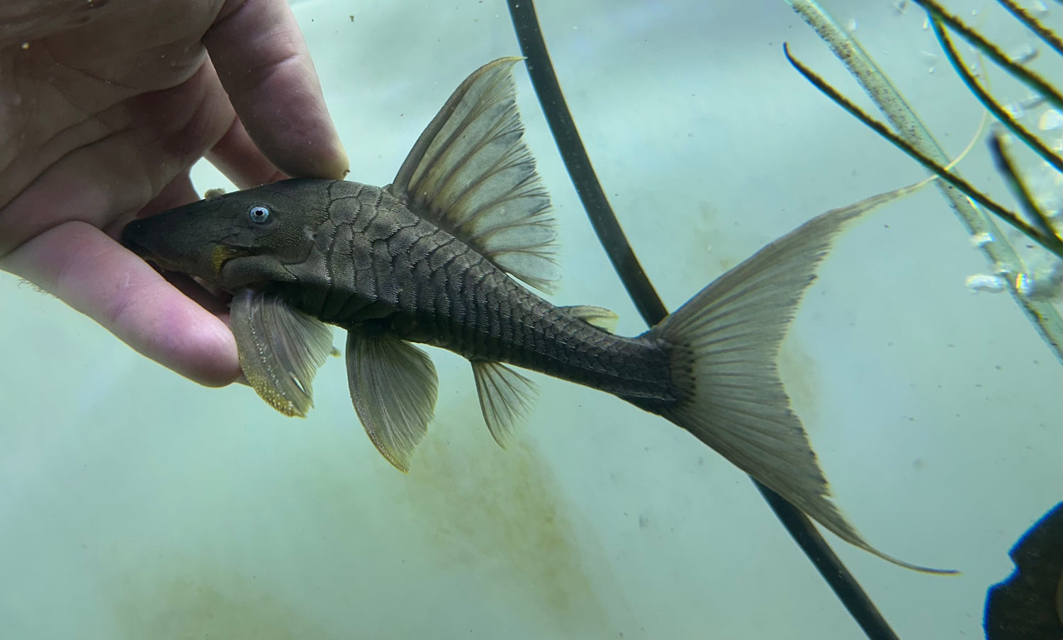 Blue Eye Panaque Pleco (7”)