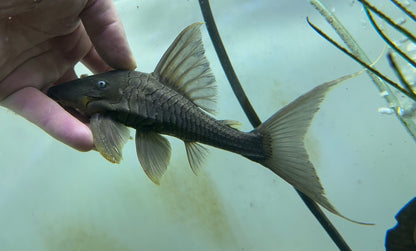 Blue Eye Panaque Pleco (7”)