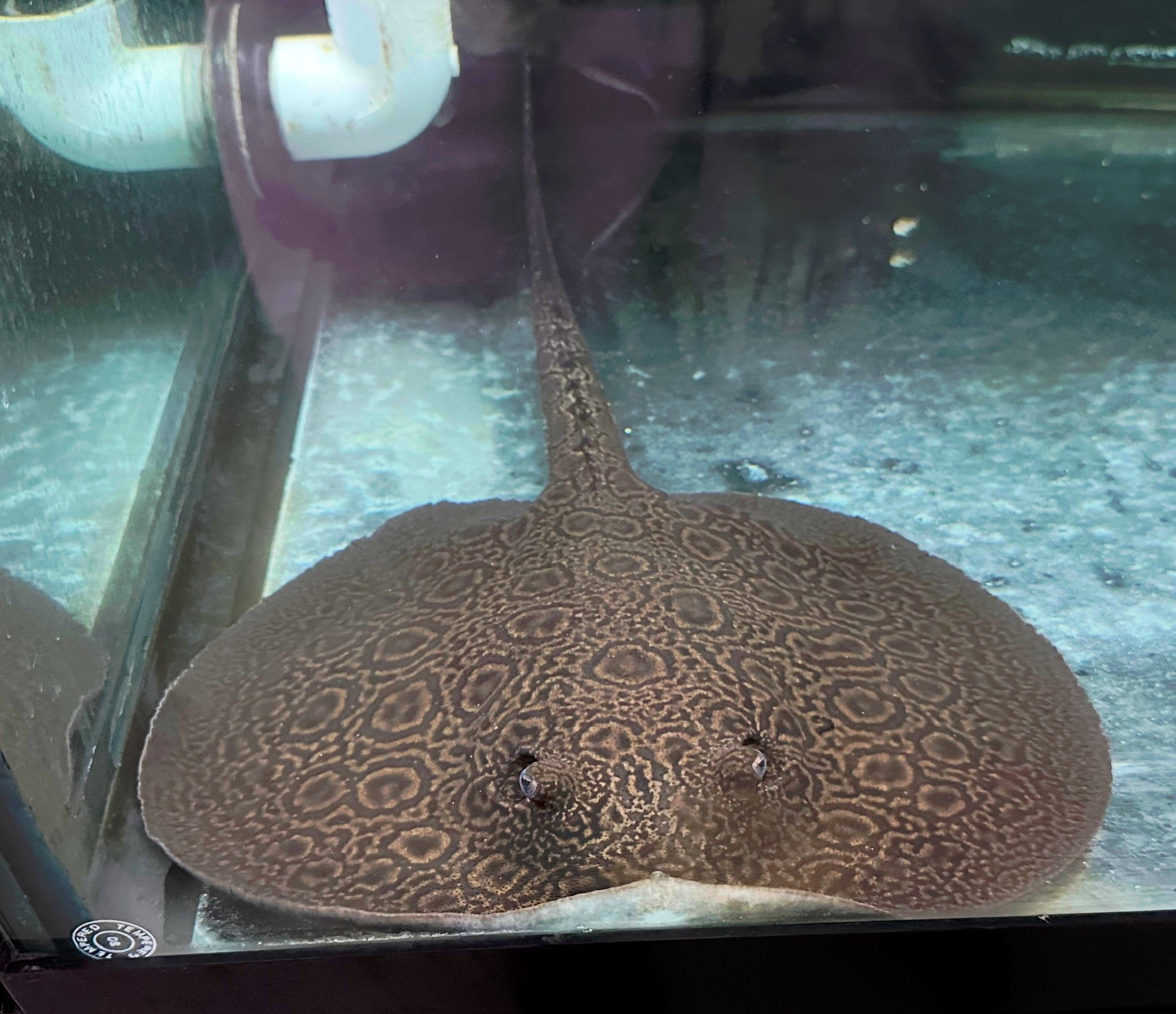 LARGE Motoro Hybrid Stingray (Female 11-12”)