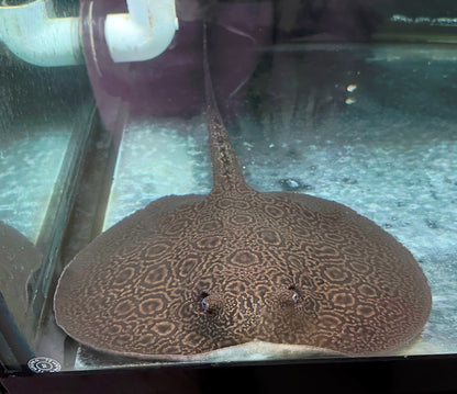 LARGE Motoro Hybrid Stingray (Female 11-12”)