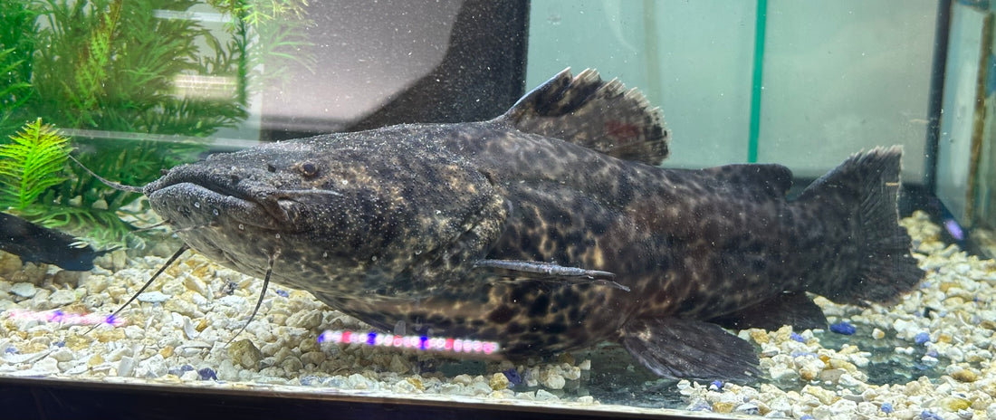 XL Jelly Catfish (13-14”)