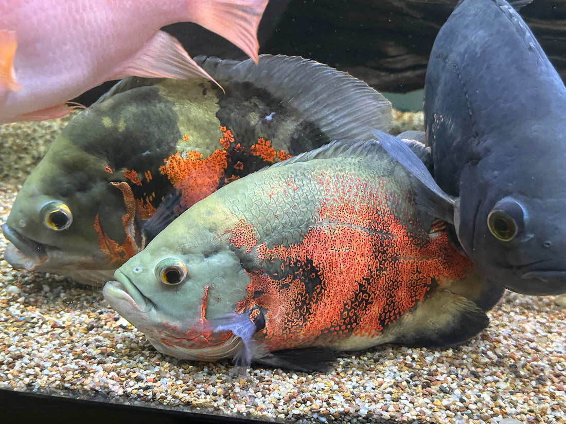 XL Tiger Oscar (7-8”)