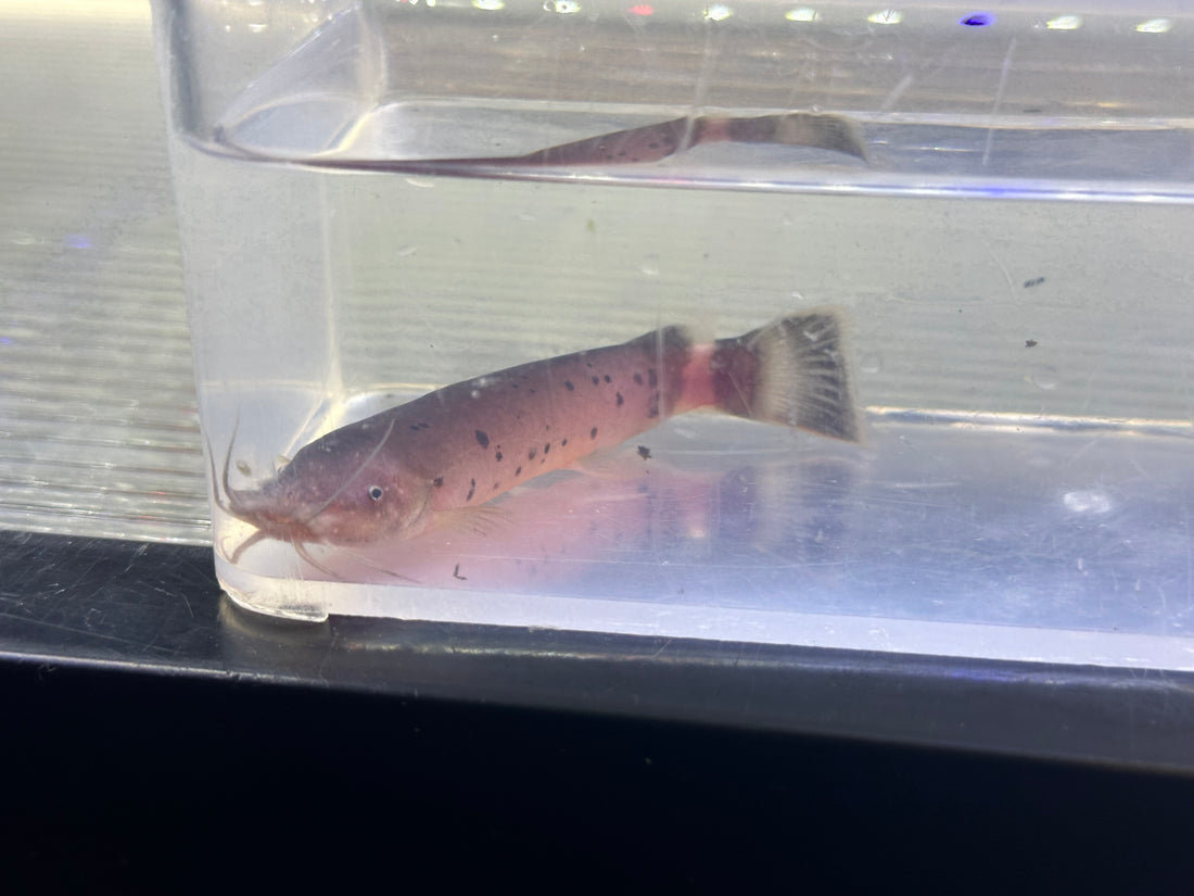 Electric Catfish (3-3.5”)