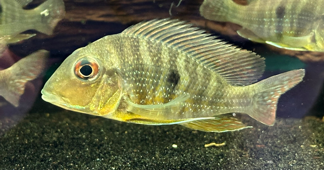 Caqueta Geophagus (3”+)