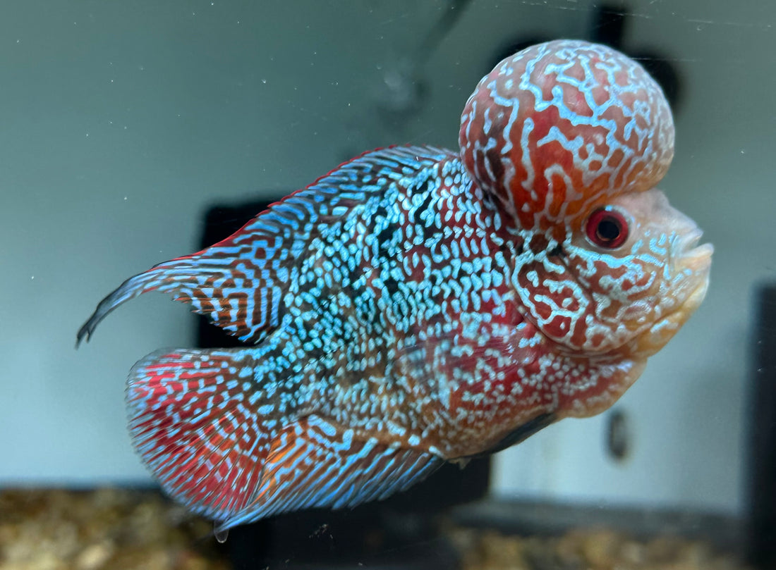 F3 Kamfa Flowerhorn (4”)