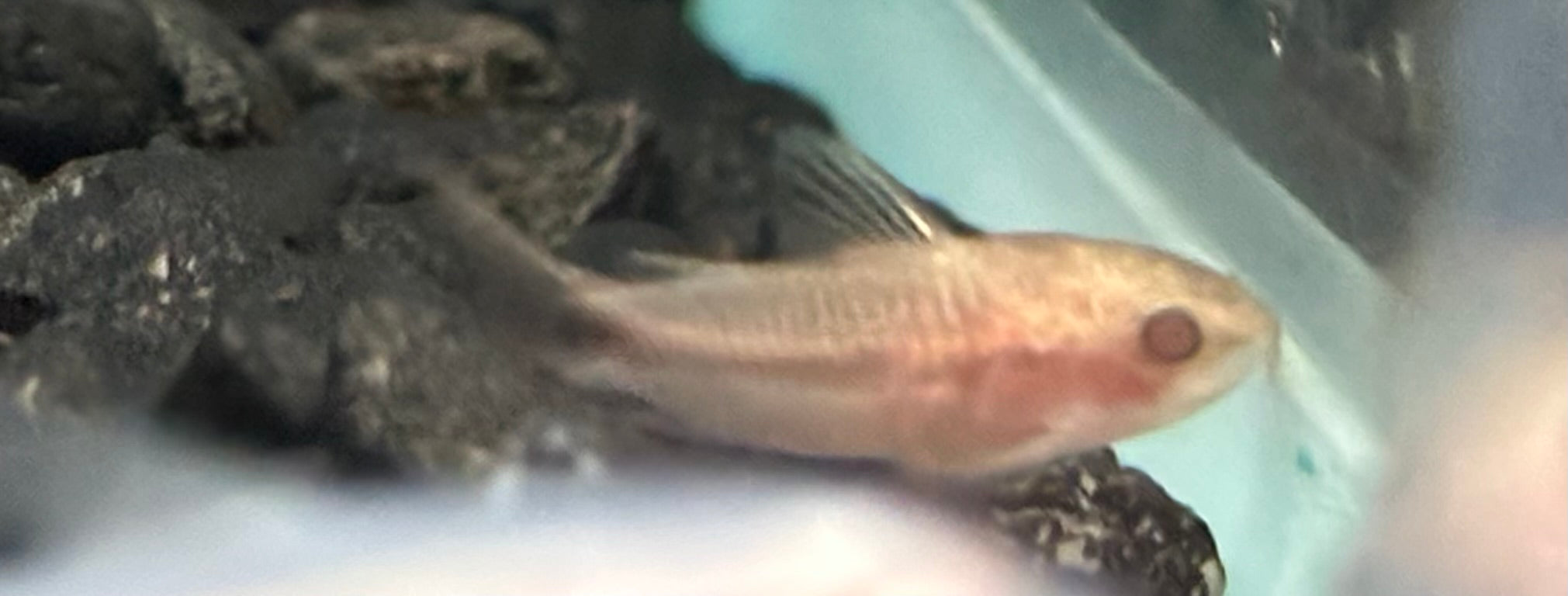 Albino Pygmy Cory (.75-1”)