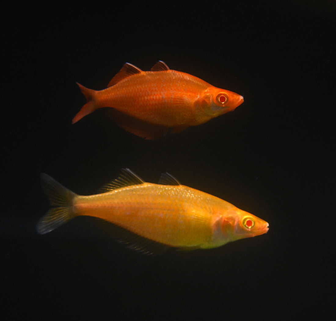 Albino Rainbowfish M/F Pair (3”)