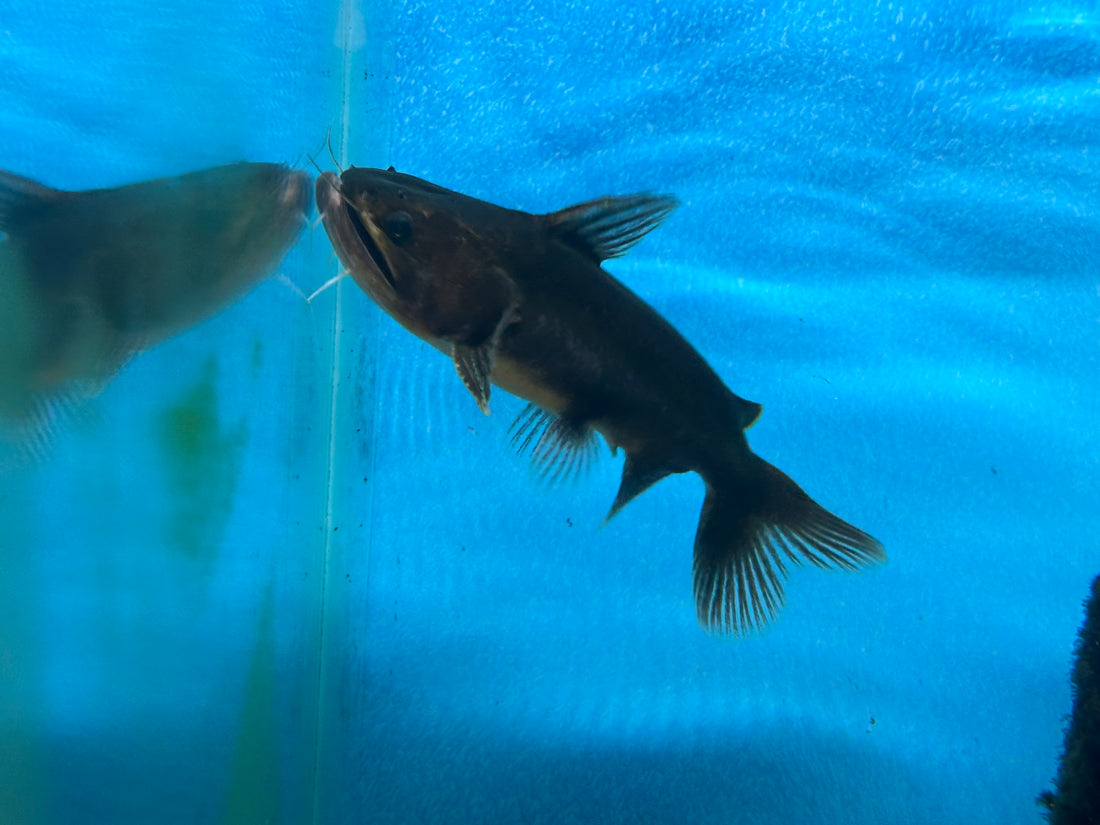 Gulper Catfish (5”+)