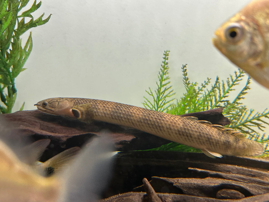 Mokelebembe Polypterus (9-10”)
