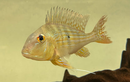 XL Surinamensis Geophagus Cichlid (5”)