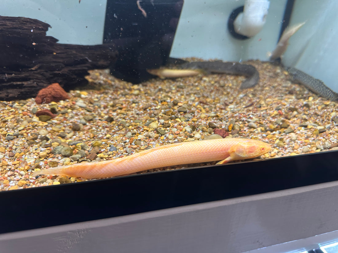 Albino Weeksi Polypterus (8–9”)