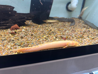 Albino Weeksi Polypterus (8–9”)