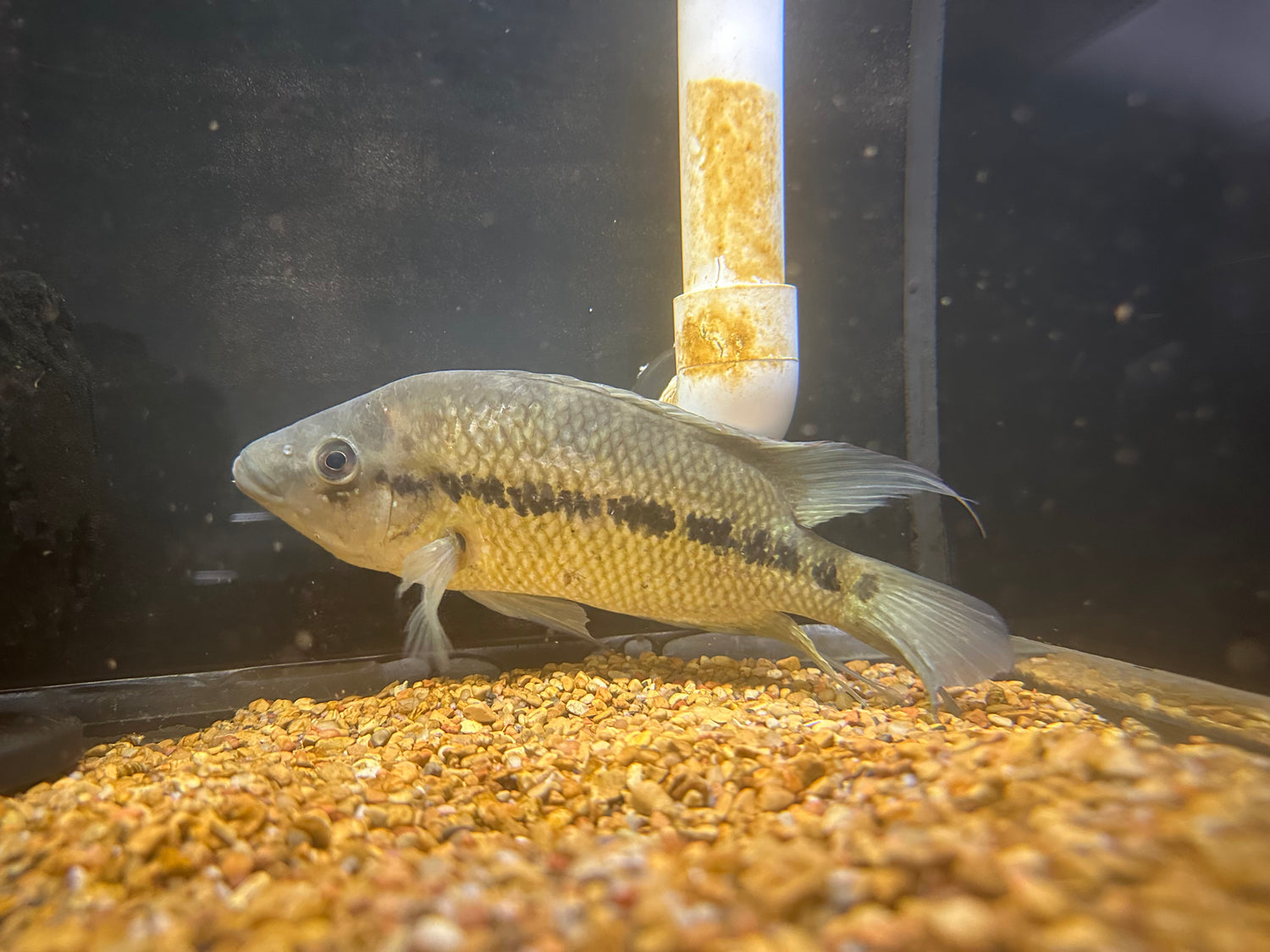 Umbee Cichlid (7.5-8”)