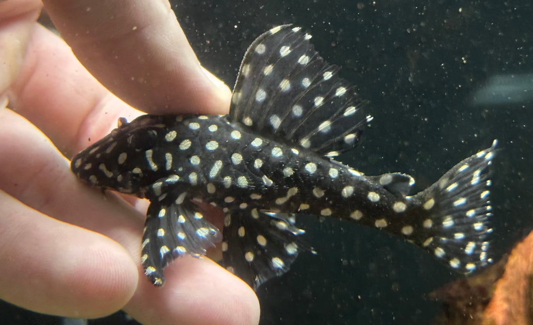 Large Snowball Pleco (2.5-3”)