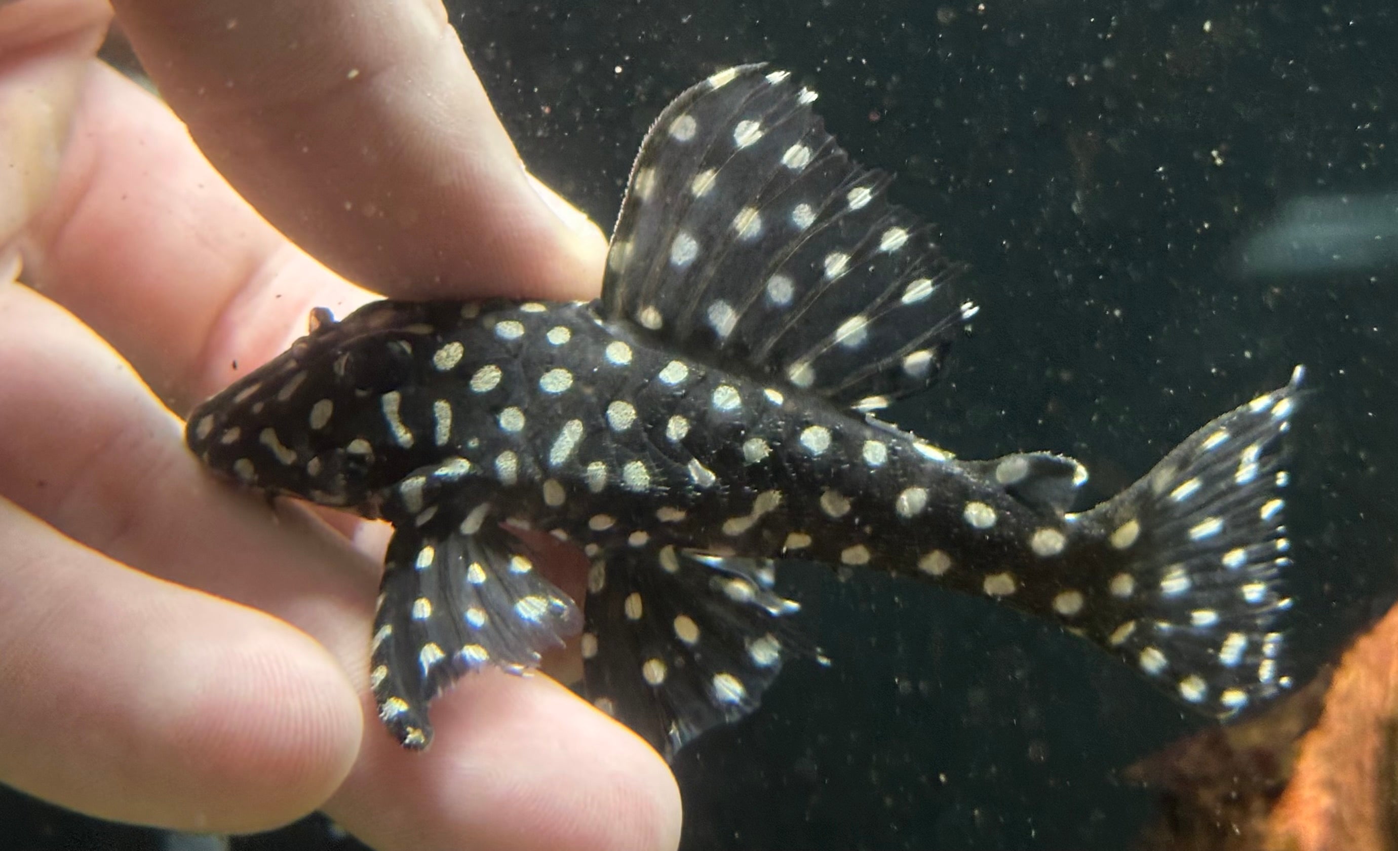 Large Snowball Pleco (2.5-3”)