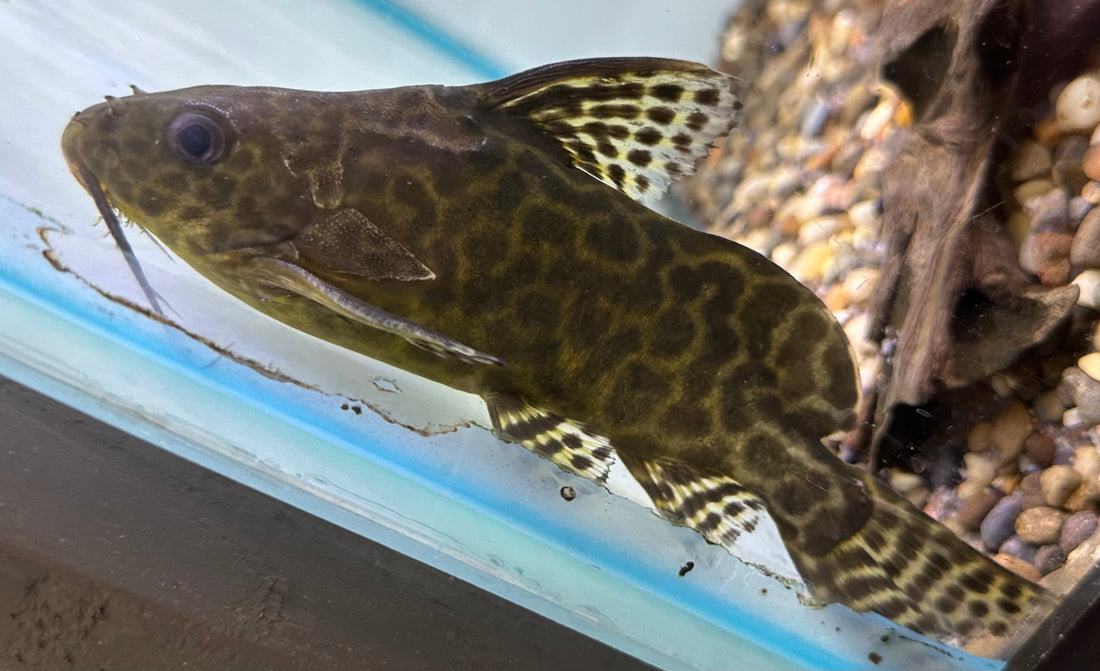 Hybrid Synodontis Catfish (6-7”)