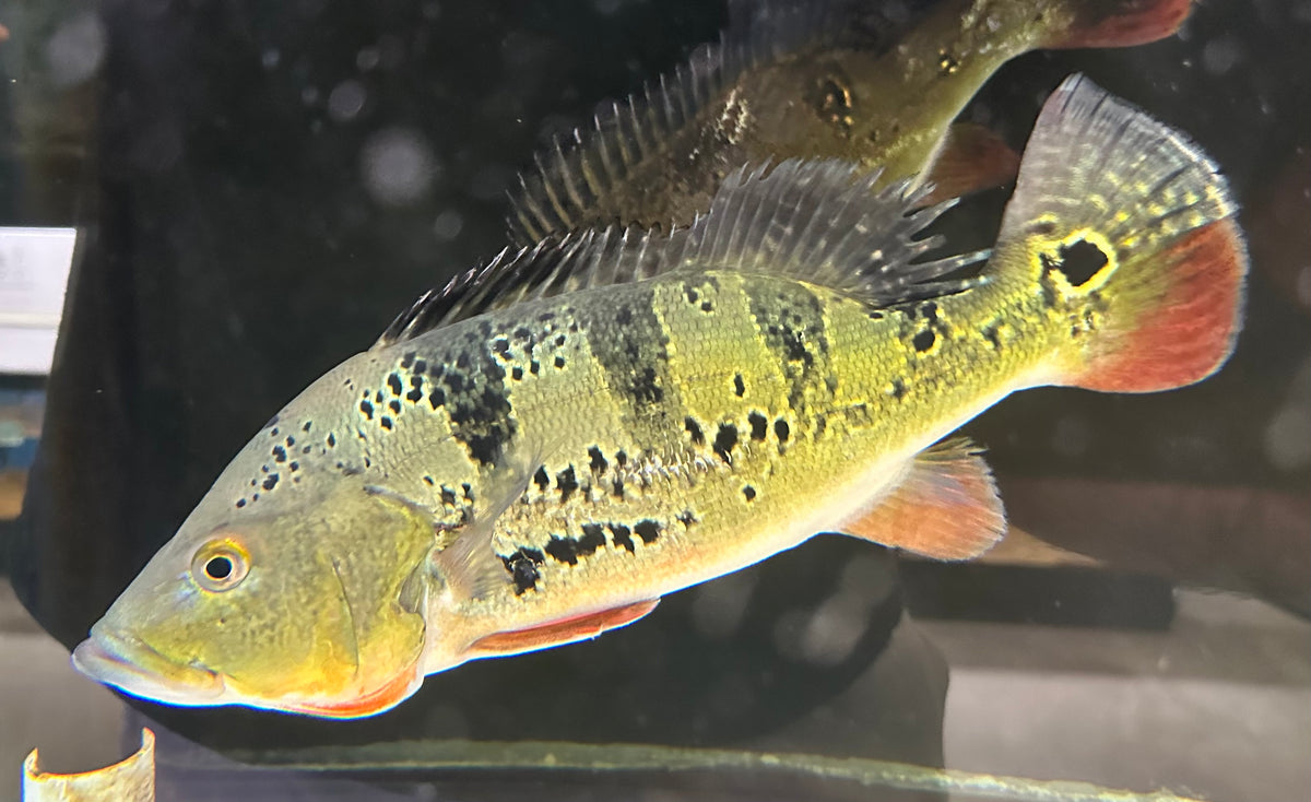 XL Brokopondo Peacock Bass (15-16”+)