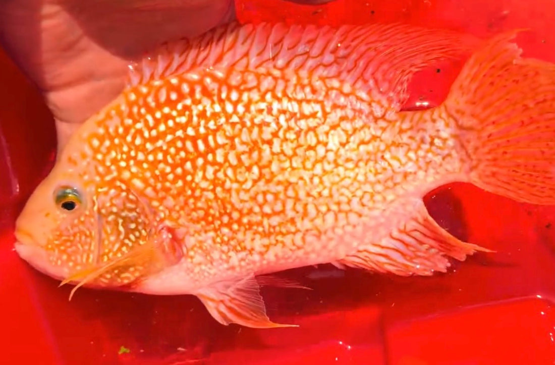 XL Red Texas Cichlid (8”)