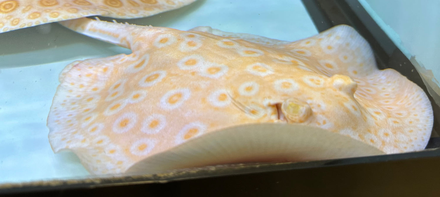 Albino Goldenbase Pearl Stingray (6-7”)