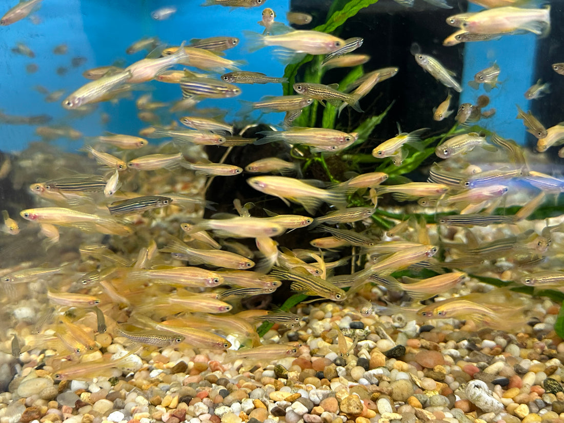 Assorted Longfin Danio (1”+)