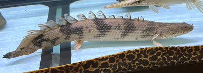 XL Endlicheri Polypterus (15-16”+)