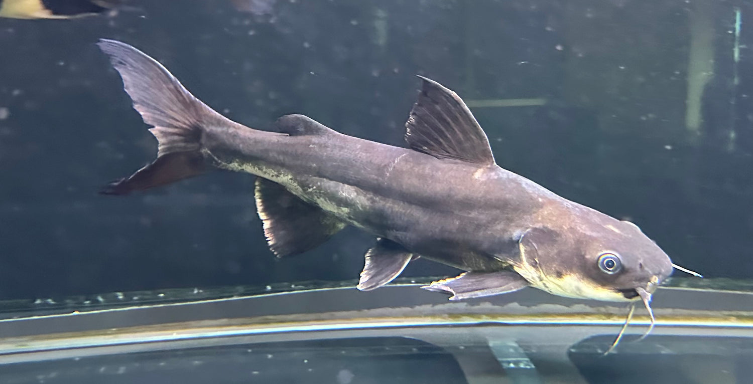 Hifin Shark x Redtail Catfish (12-13”)