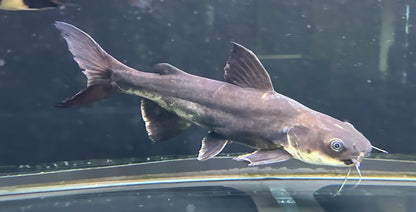 Hifin Shark x Redtail Catfish (12-13”)
