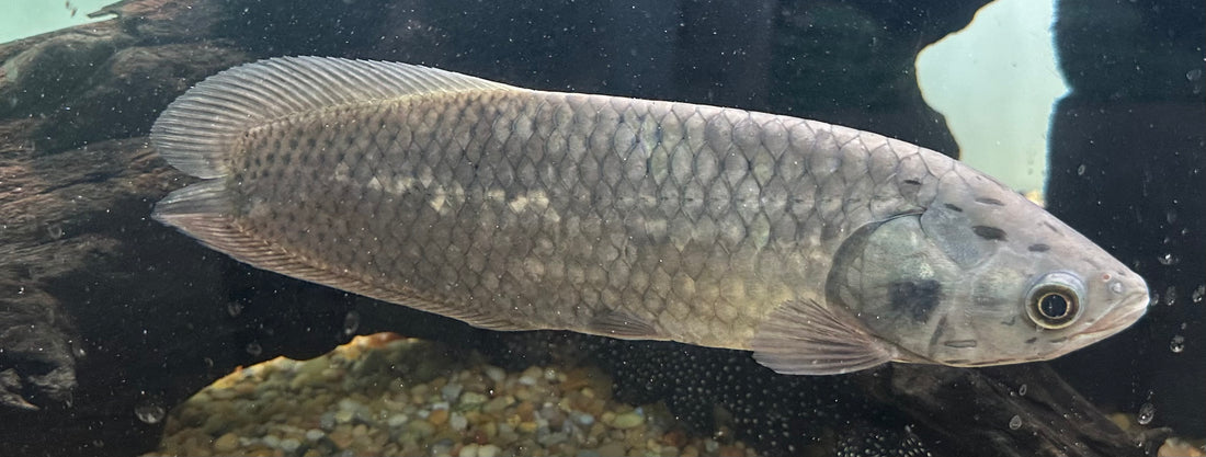 No Tail African Arowana (9-10”)