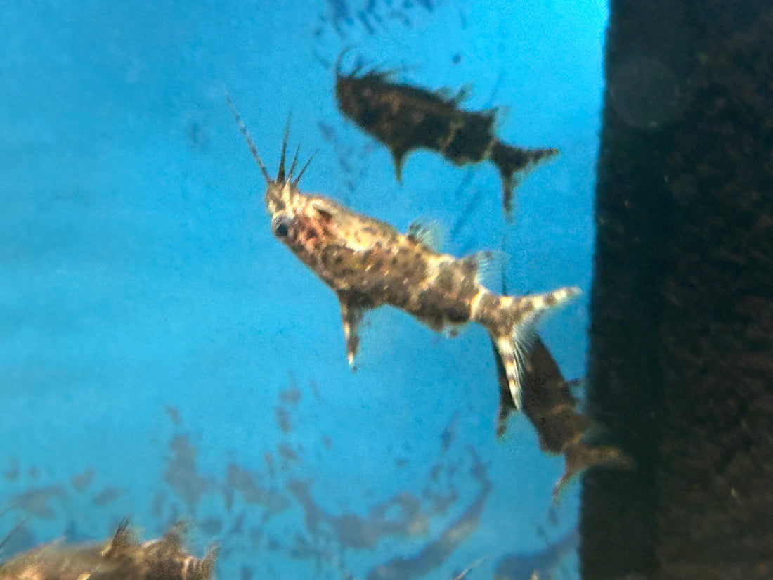 Upside Down Catfish (1.5-2”)