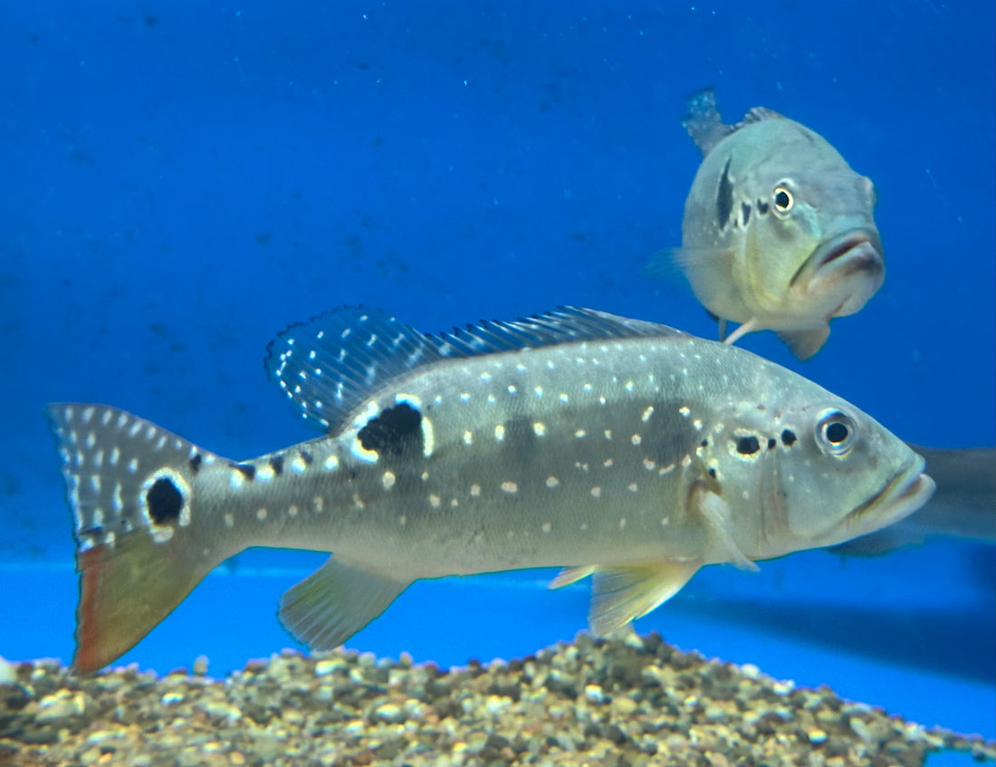 XL Pinima Peacock Bass (13-14”)