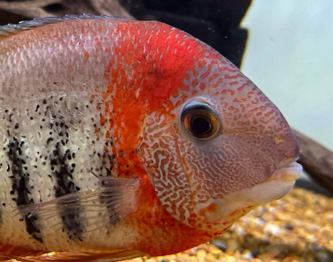 XL Tiger Severum (6-7”)