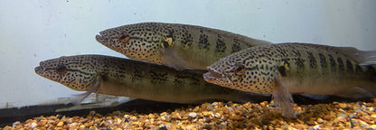 Lenticulated Pike Cichlid (9-10”)