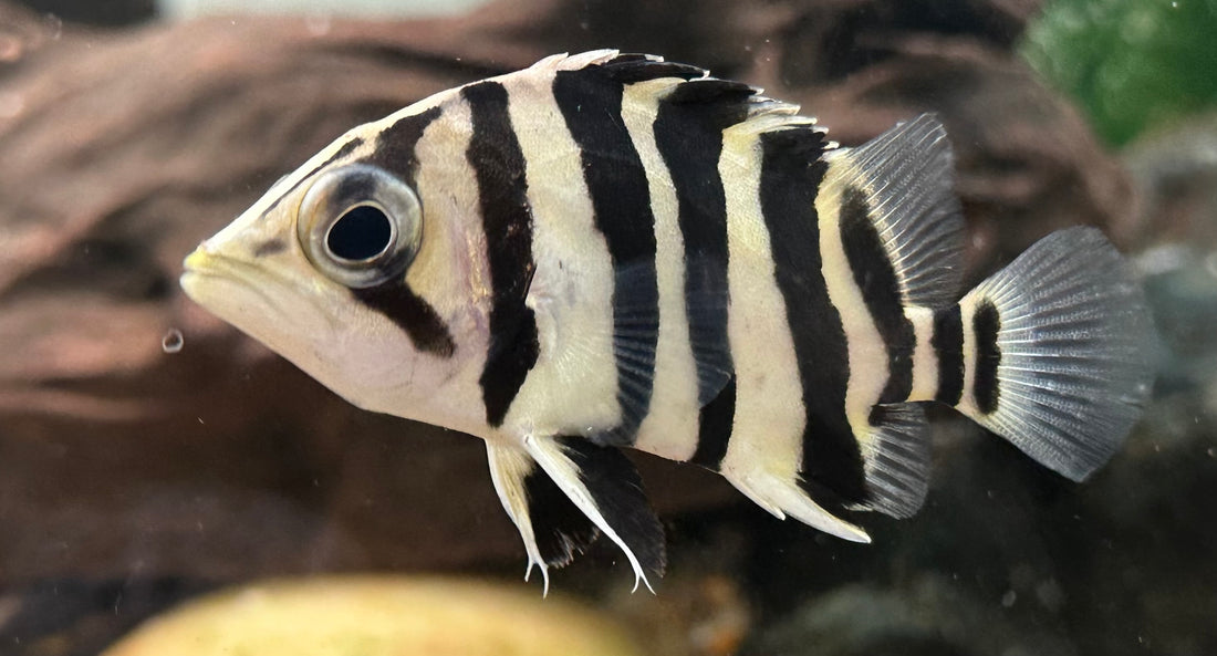 Sumatra 4 Bar Datnoid (2”)