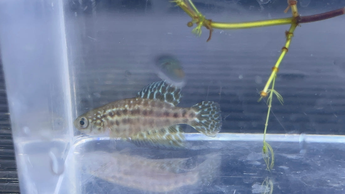 Featherfin Killifish Pair (1.5-1.75”)