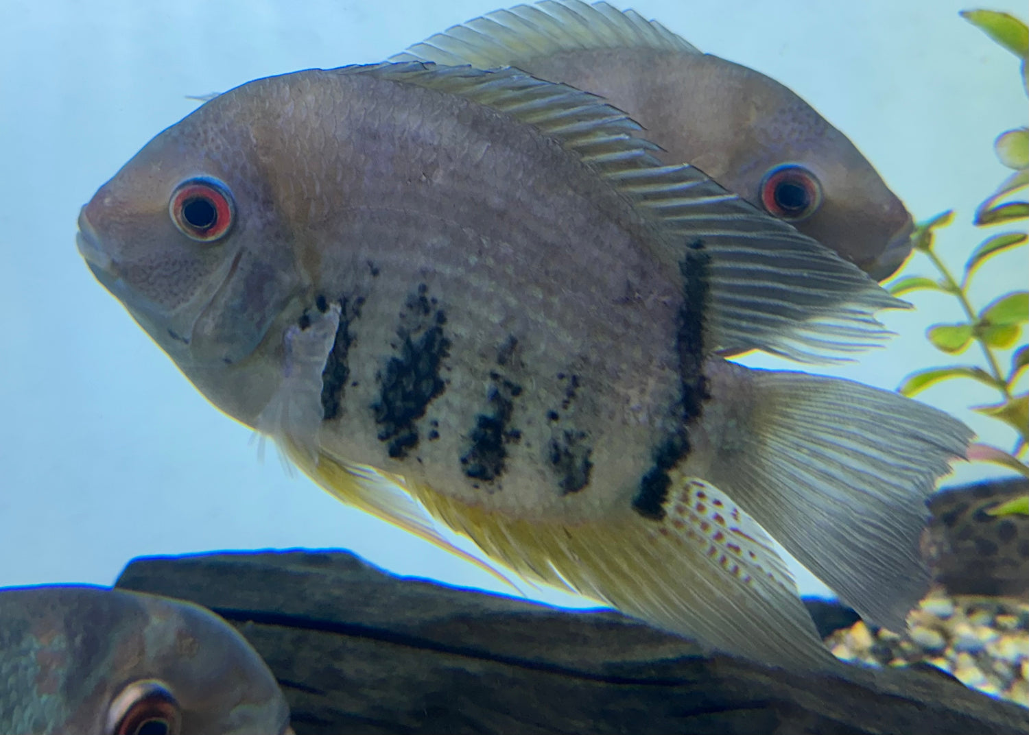 XL Red Shoulder Severum (7”)