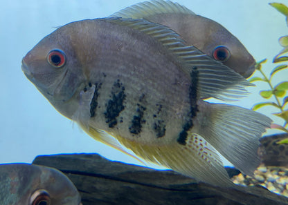 XL Red Shoulder Severum (7”)