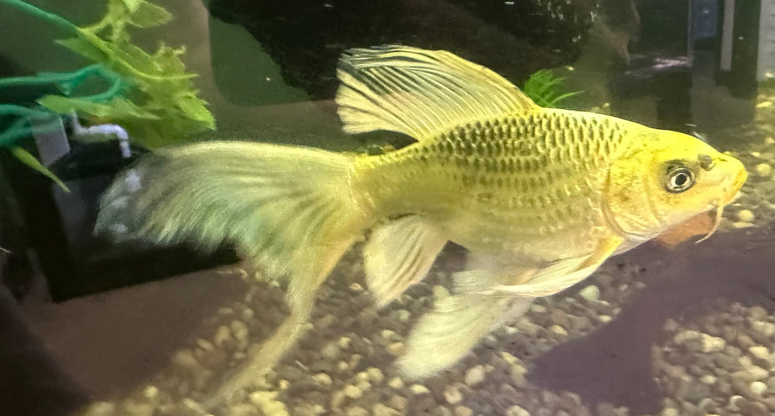 LARGE Shortbody Koi (9”)