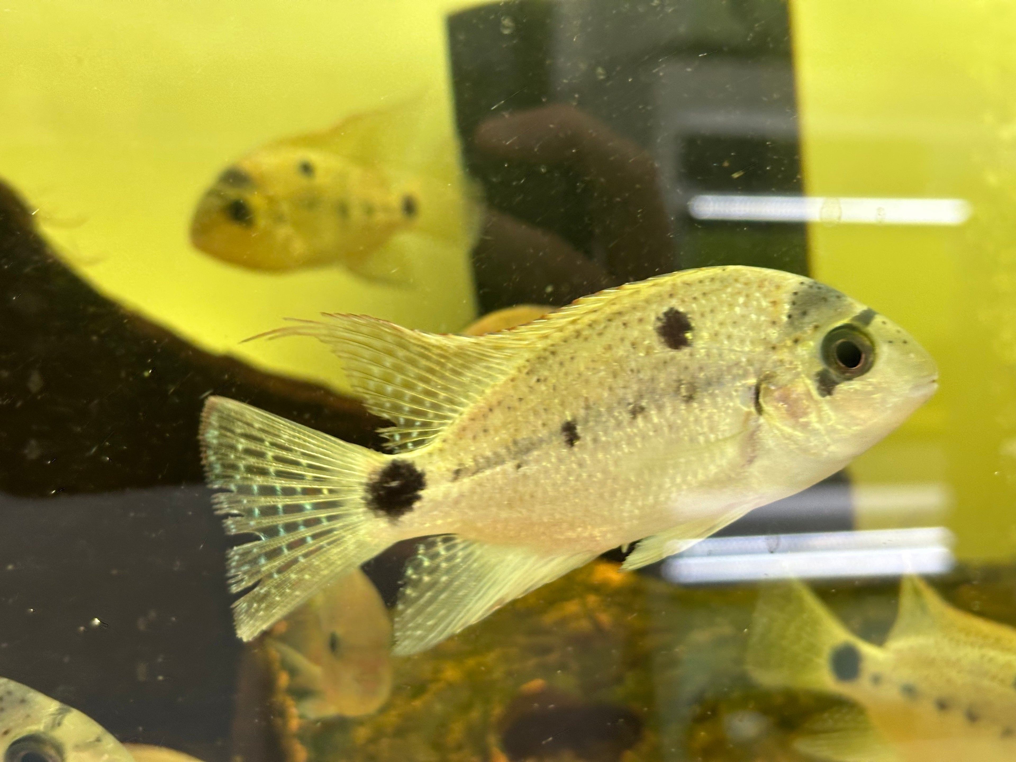 Argentea Vieja Cichlid (4-4.5”+)