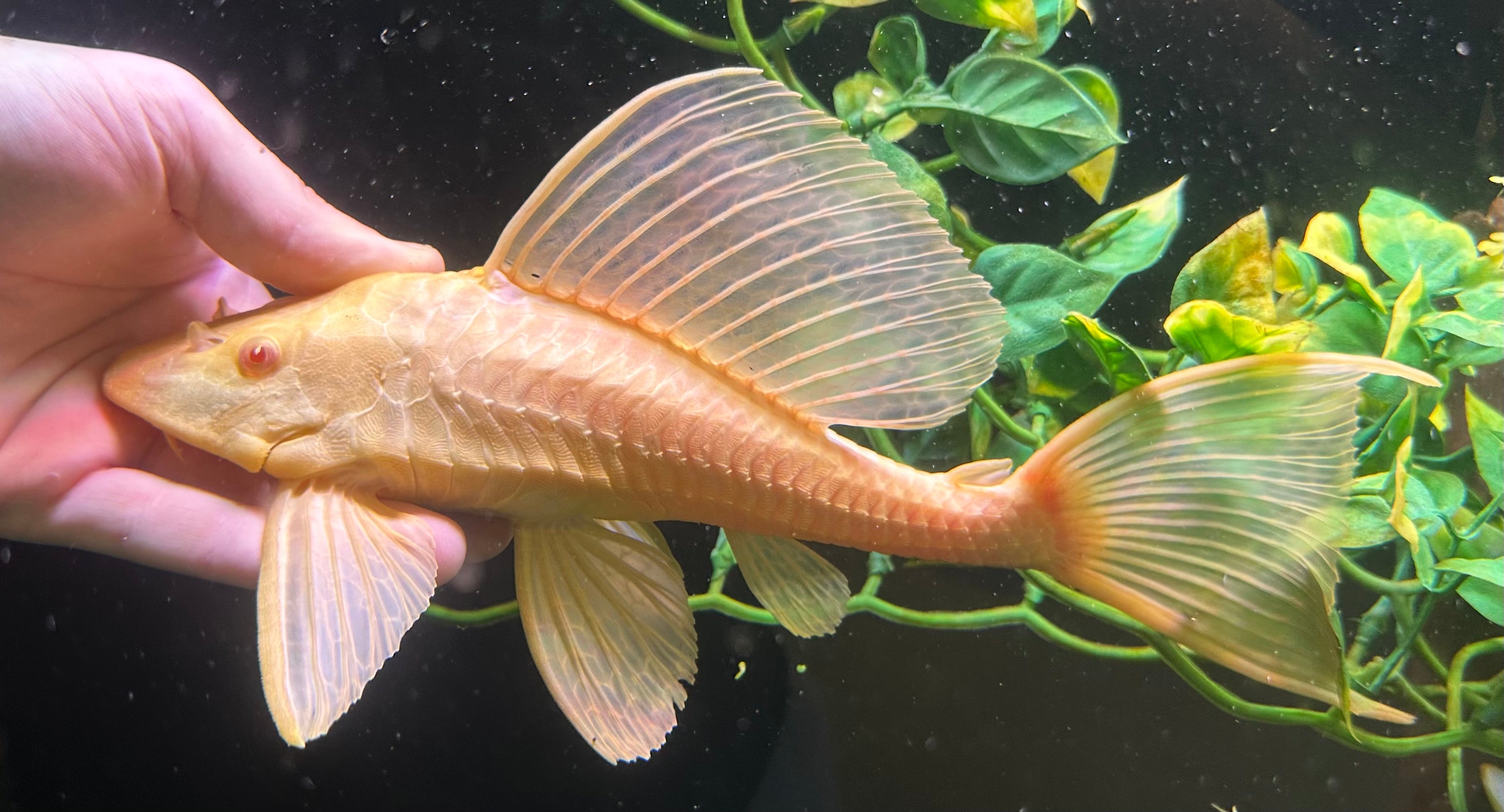 XL Albino Gibbicepts Pleco (10”)