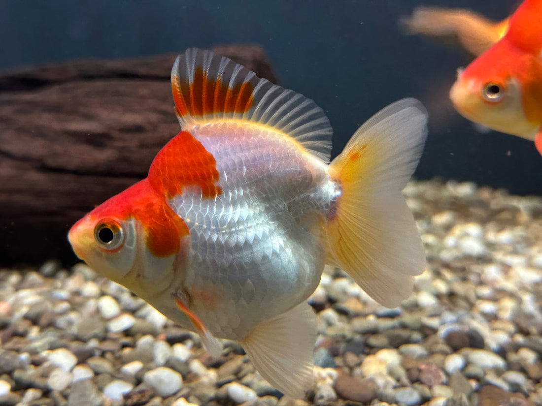 Red and White Ryukin Goldfish (4”)