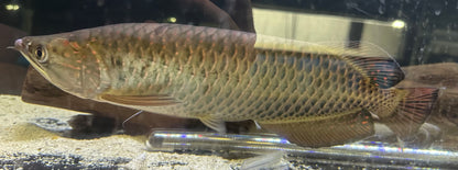 LARGE Jardini Arowana (13-14”)