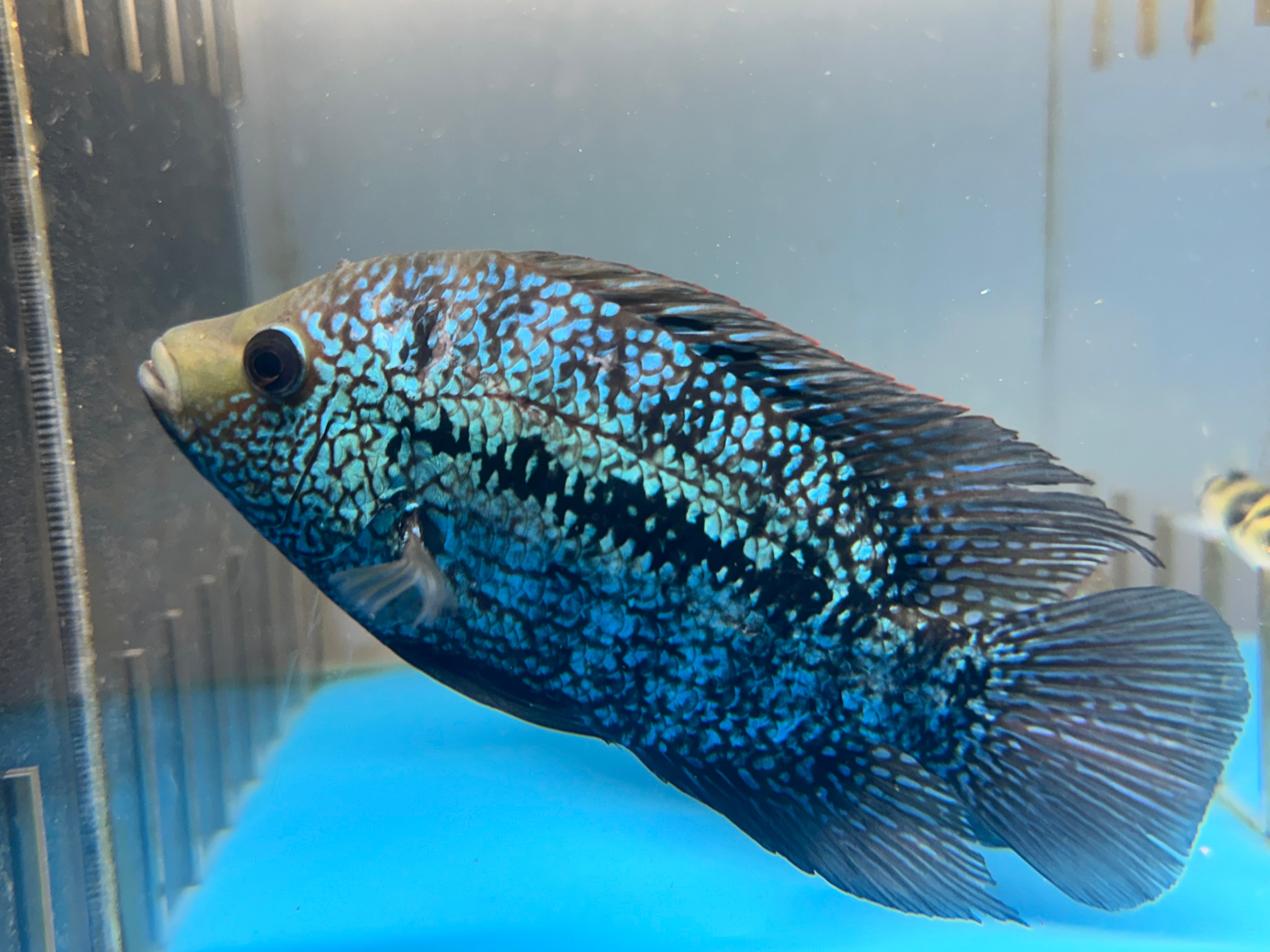 LARGE Red Texas Cichlid (6-7”)