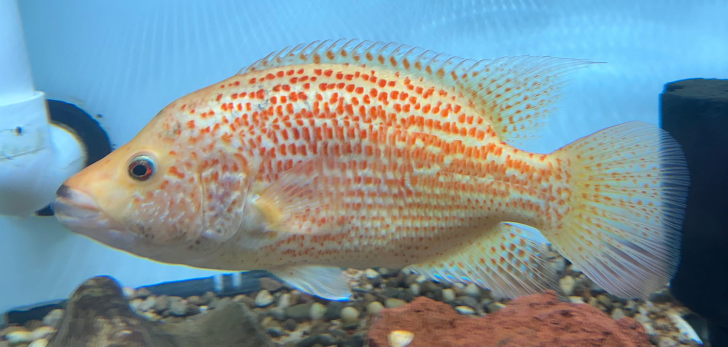 XL Red Dovii Cichlid (11-12”)