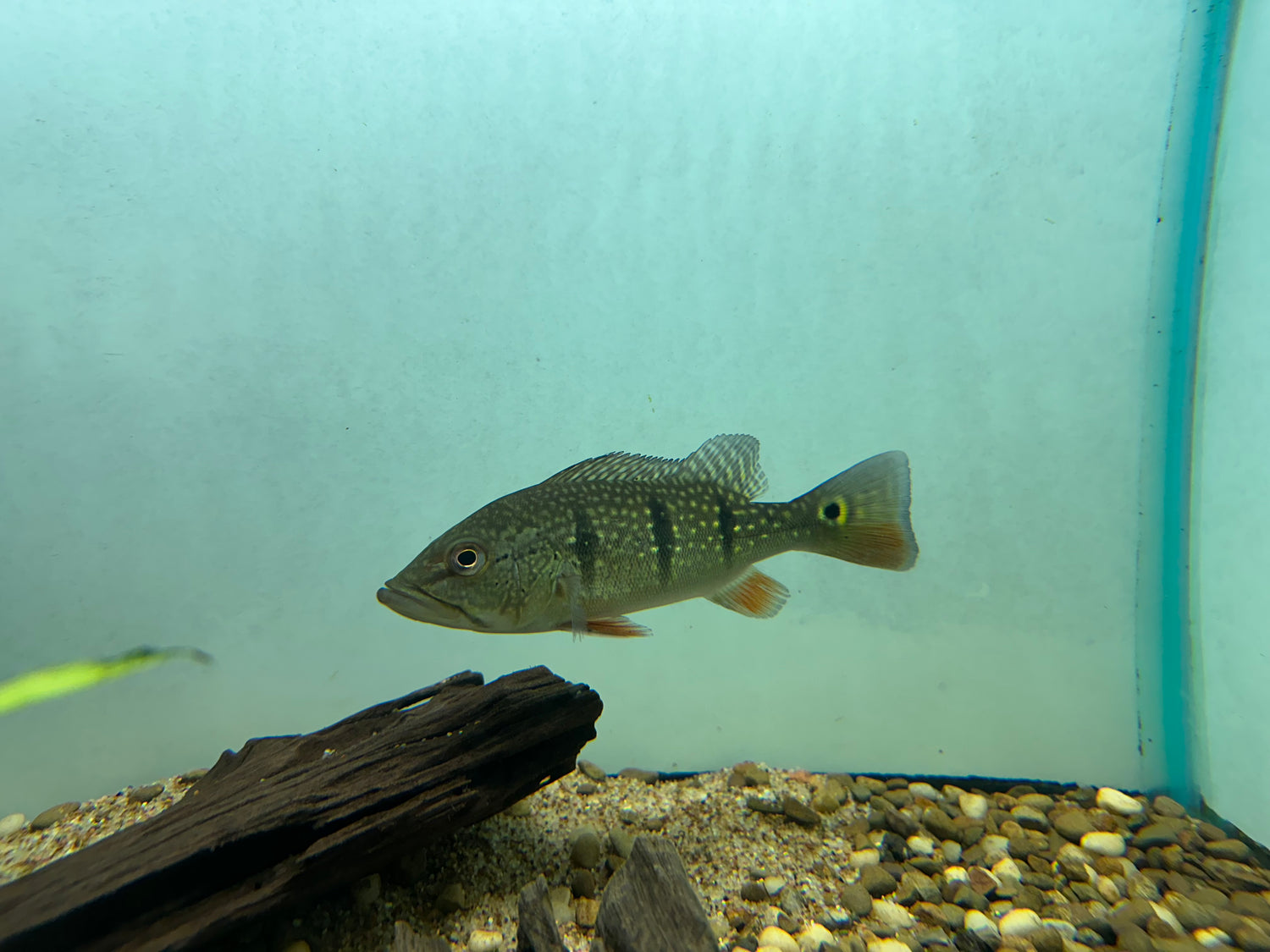 WC Temensis Peacock Bass (6-7”)