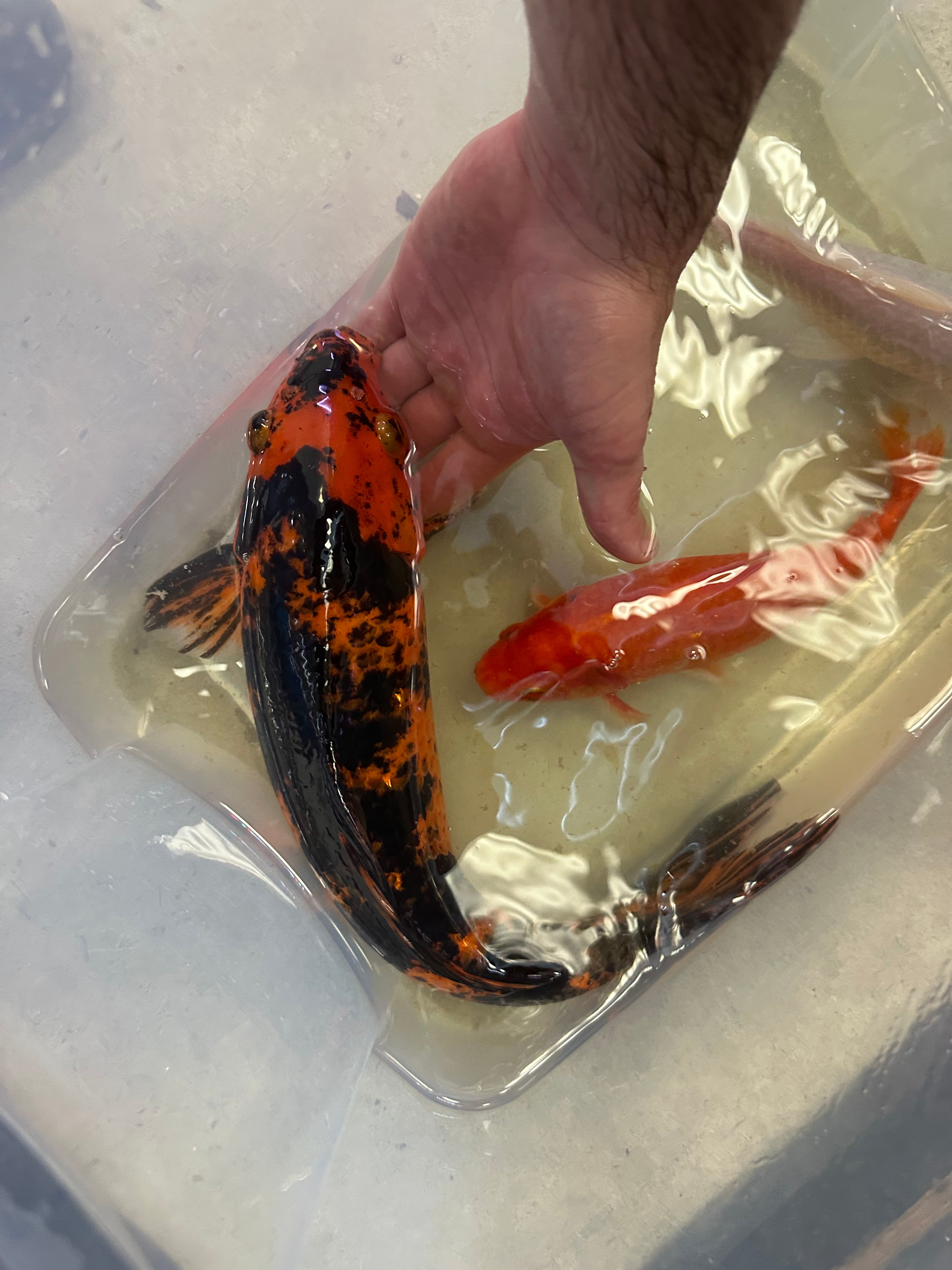 XL Black and Red Koi (15-16”)