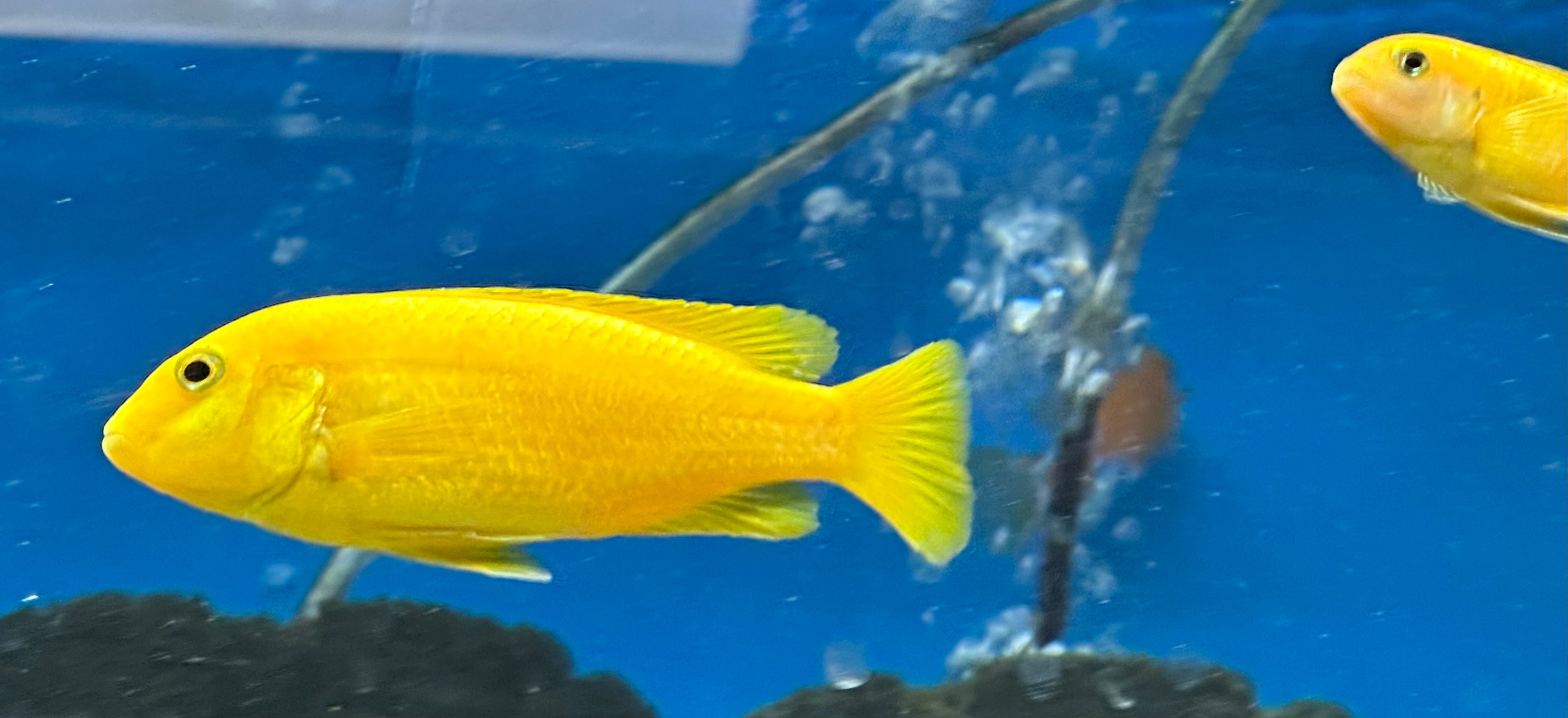 Yellow Lab Cichlid (2.5-3”)