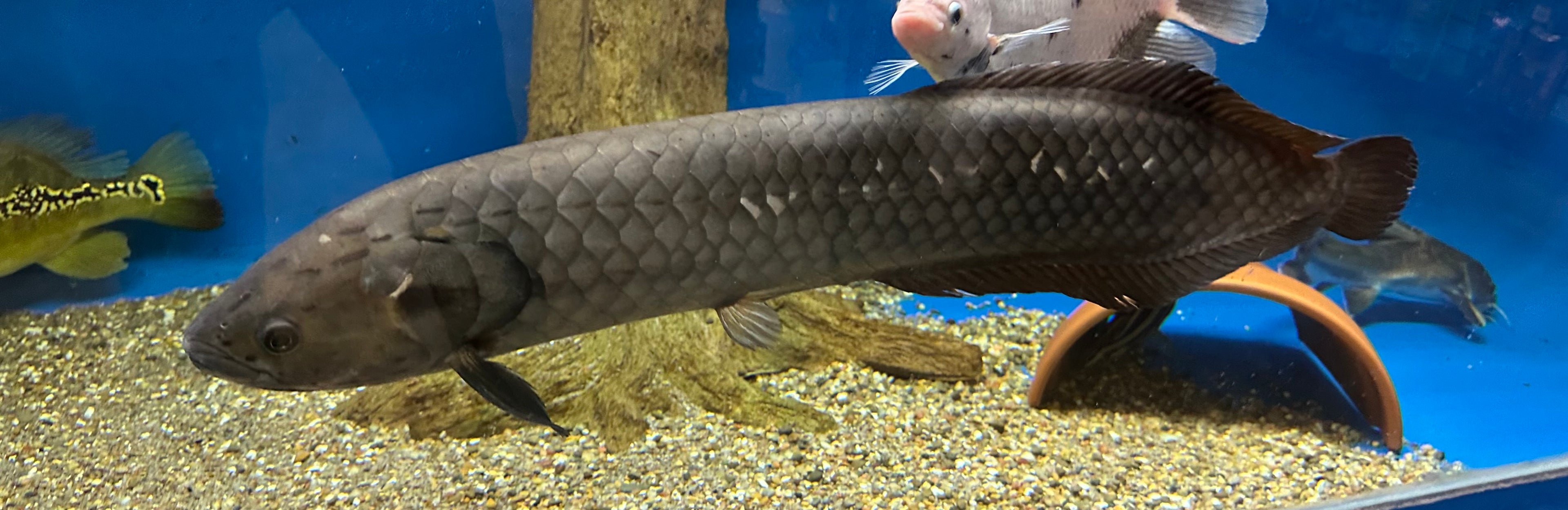 Jumbo African Arowana (30”+)
